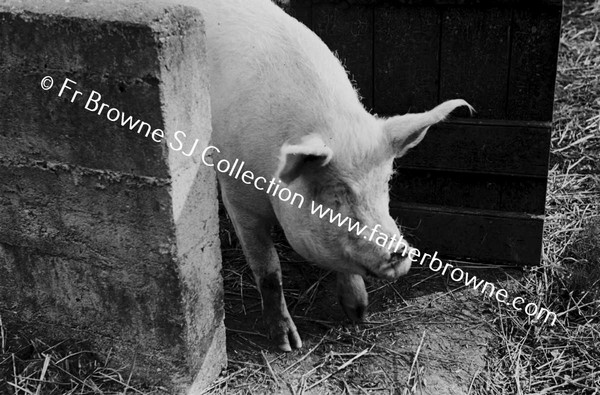 HERSELF IN FARMYARD